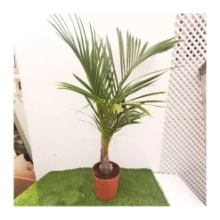 Hyophorbe Verschafelti