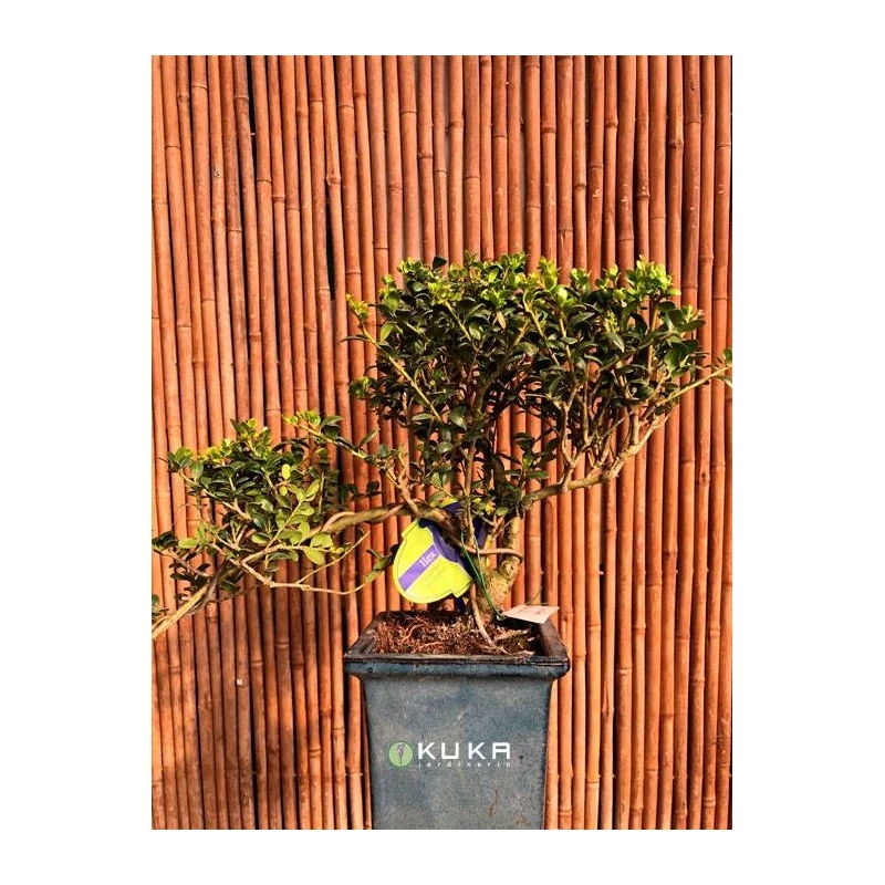 Bonsái Ilex Crenata