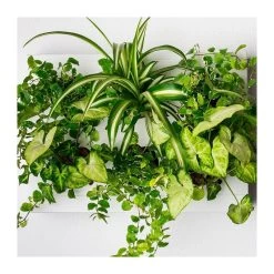 Jardín Vertical Live VITHAL GARDEN Xx Blanco