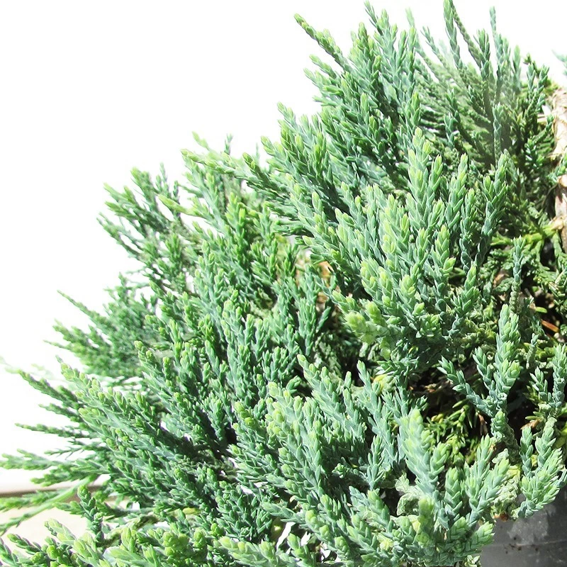 Juniperus Horizontalis Wiltonii - Imagen 2