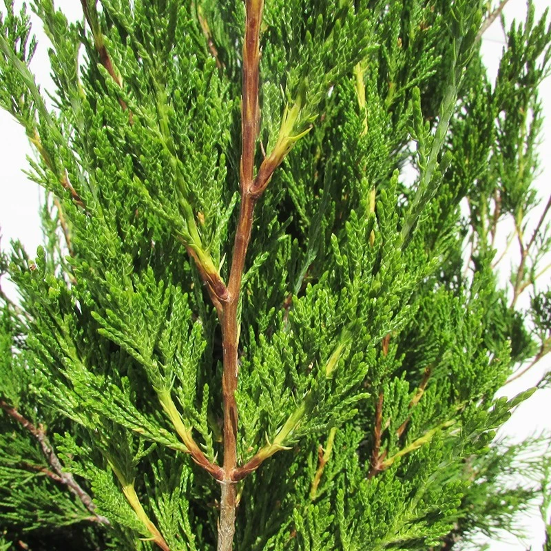 Juniperus Virginiana Helle - Imagen 2