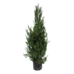 Juniperus Virginiana Helle