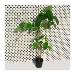 Kiwi Jenny Autofertil