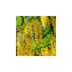 Laburnum Anagiroides