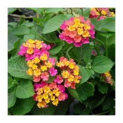 Lantana Camara Rosa-naranja
