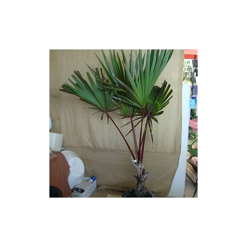 Latania Lontaroides Roja - Imagen 2