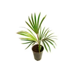 Latania Lontaroides Roja