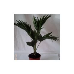 Livistona Chinensis EJEMPLAR