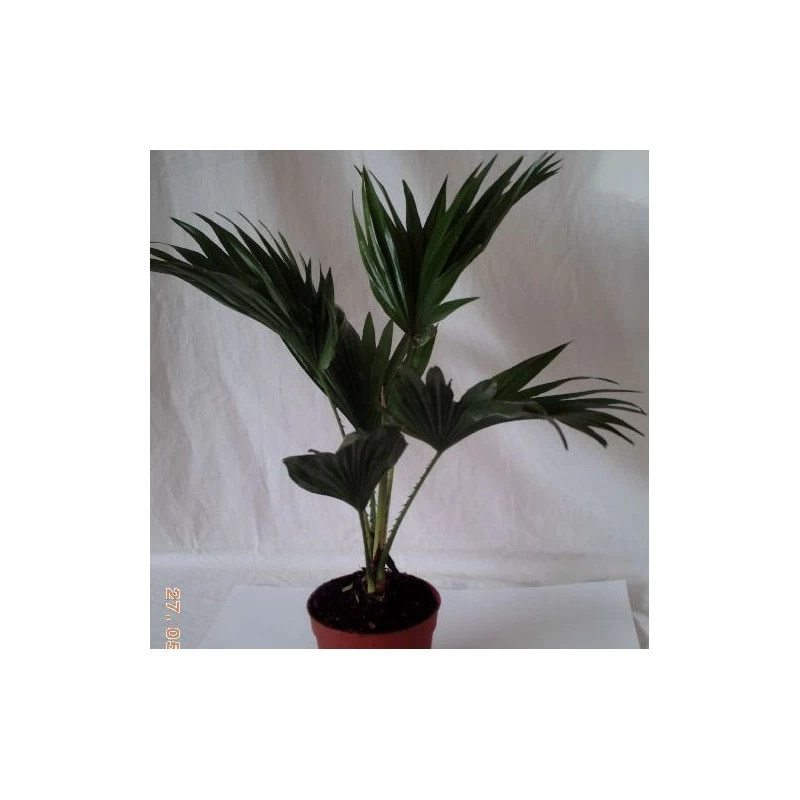 Livistona Chinensis EJEMPLAR