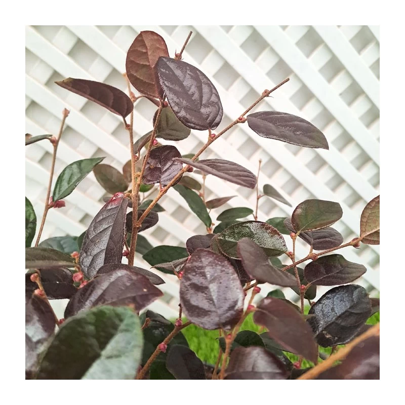 Loropetalum Chinensis Fire Dance - Imagen 3