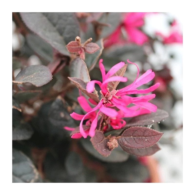 Loropetalum Chinensis Fire Dance