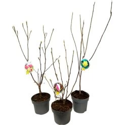 Magnolia Concima Sunrise