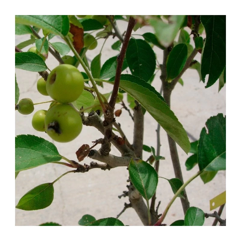 Malus Everest - Imagen 2