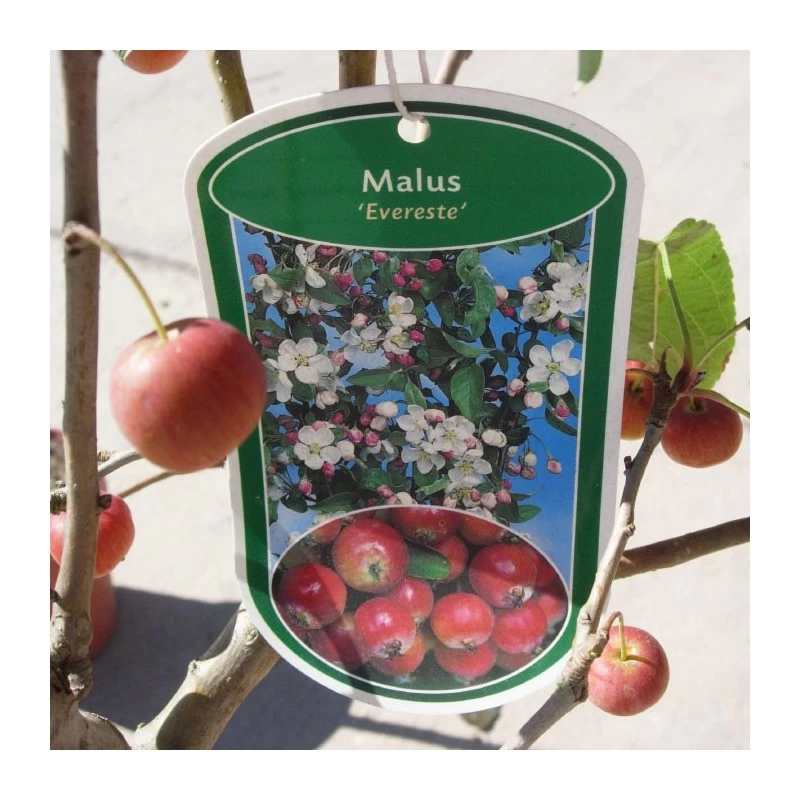 Malus Everest - Imagen 3