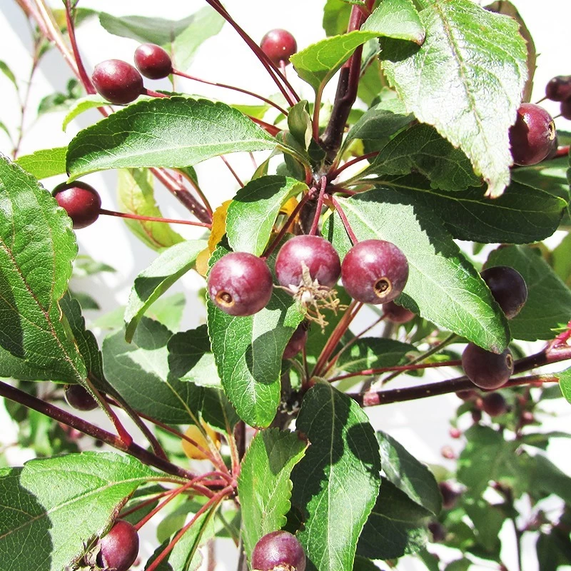 Malus Prairiefire - Imagen 2