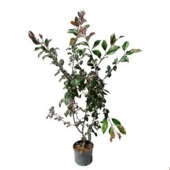 Manzano Silvestre Japones. Malus Profusion