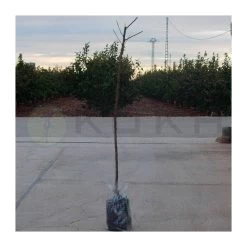 Melocotón Nectarina Fantasia