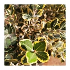 Mirto. Metrosideros Excelsus Aureus