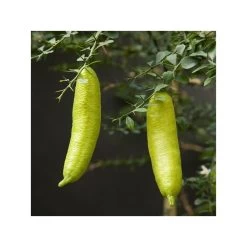 Microcitrus Australasica Fruta Rosa