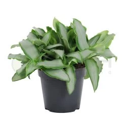 Murdannia Loriformis Brigh Star