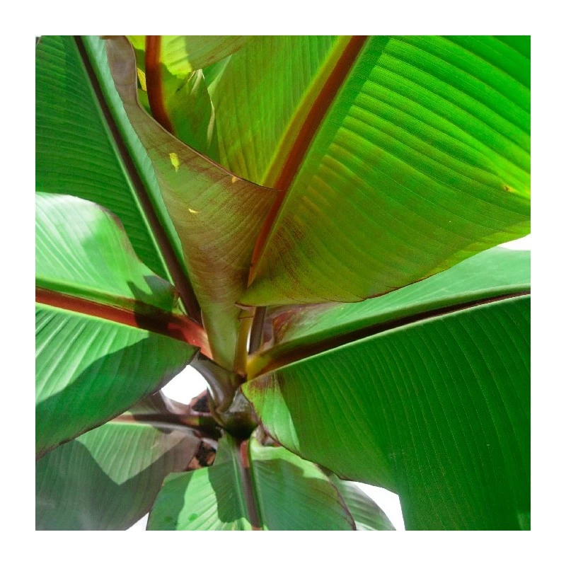 Musa Ensete Ventricosum Maurelii - Imagen 2