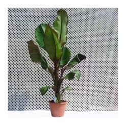 Musa Ensete Ventricosum Maurelii