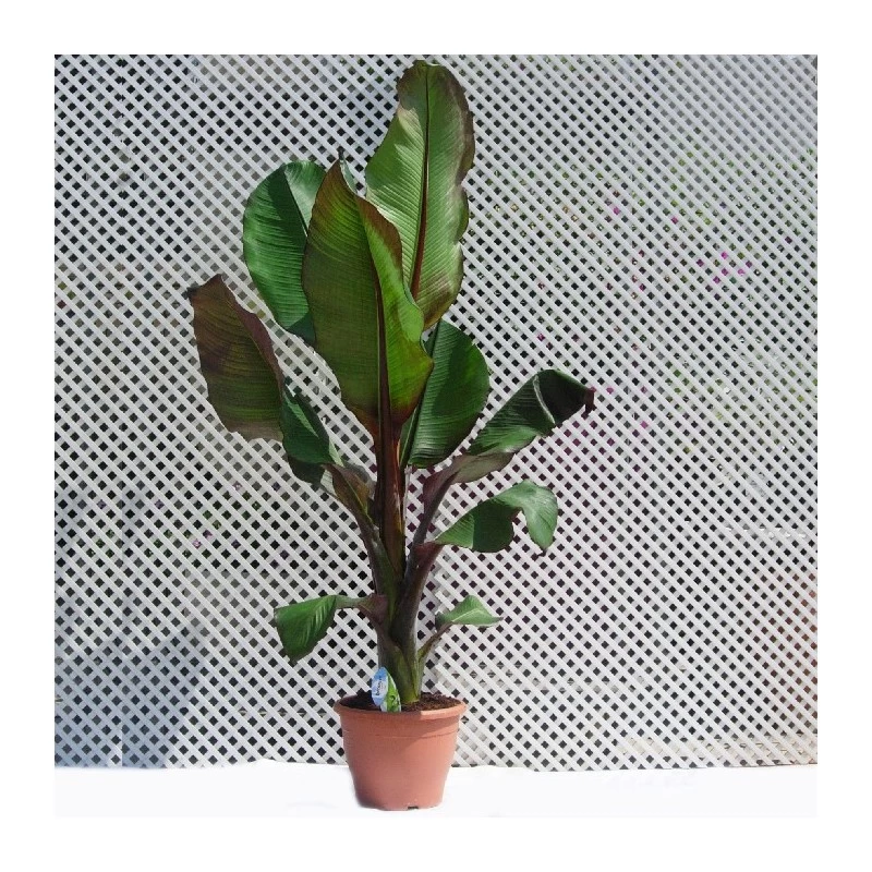 Musa Ensete Ventricosum Maurelii
