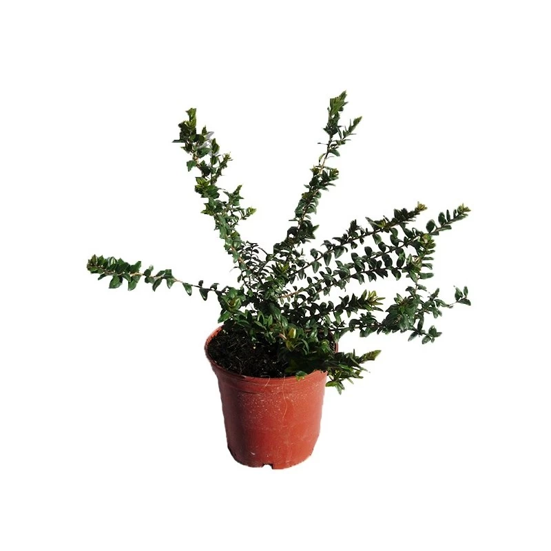 Myrtus Communis Tarentina - Imagen 2