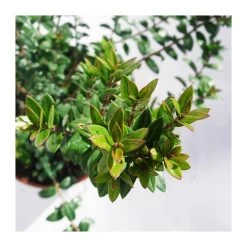 Myrtus Communis Tarentina Copa