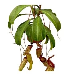 Nepenthes Sam