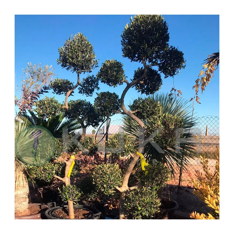 Olivo Recortado Con Formas De Bolas - Imagen 2