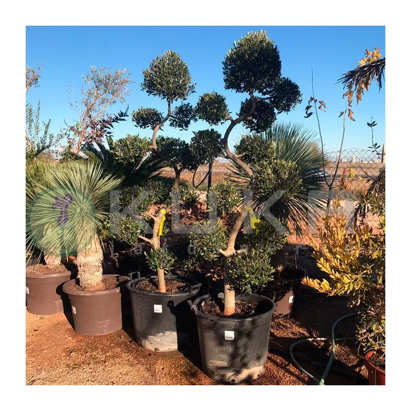 Olivo Recortado Con Formas De Bolas