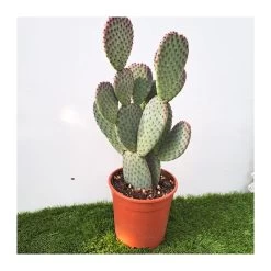 Opuntia Microdasys Rojo