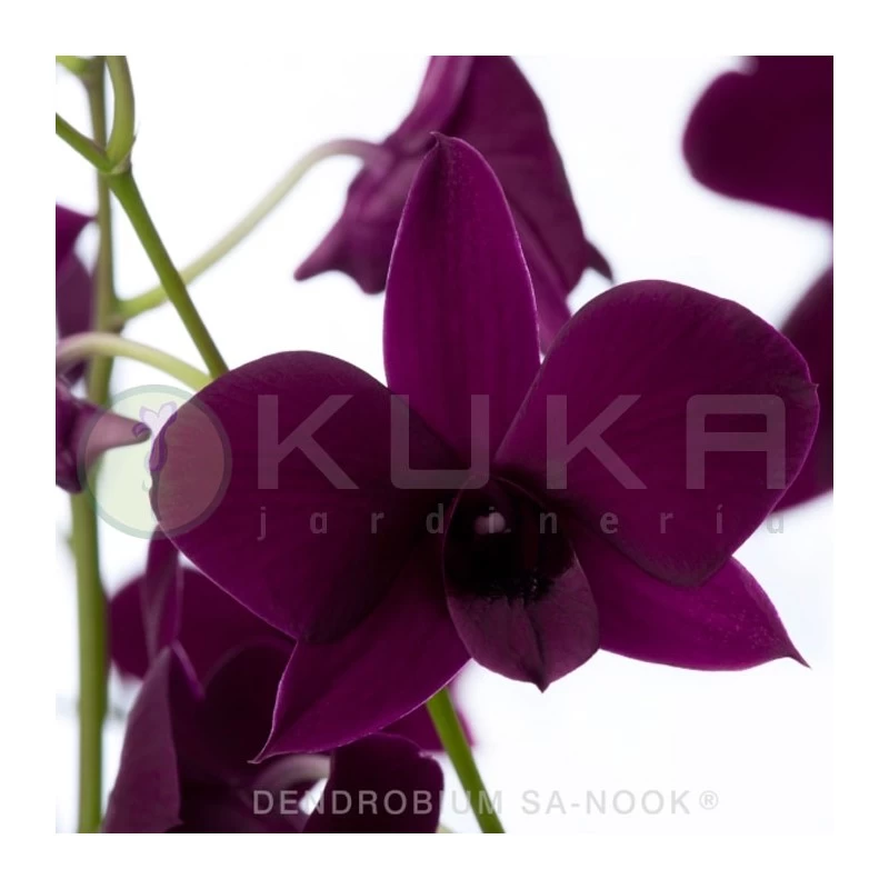 Orquidea Dendrobium Sa-Nook Variado - Imagen 2