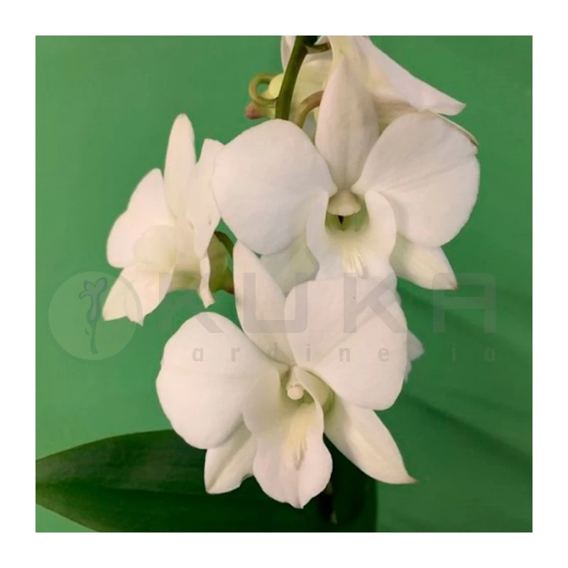 Orquidea Dendrobium Sa-Nook Variado - Imagen 3