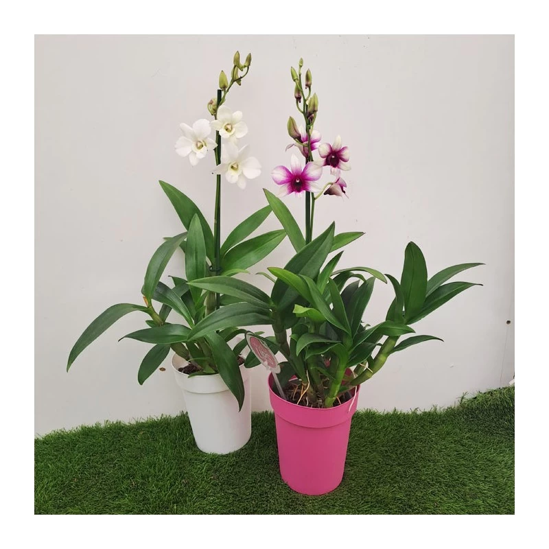 Orquidea Dendrobium Sa-Nook Variado - Imagen 4