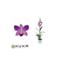 Orquidea Dendrobium Sa-nook Variada