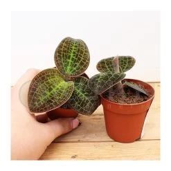 Orquídea Macodes Petola