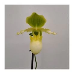 Orquídea Paphiopedilum Pinocchio