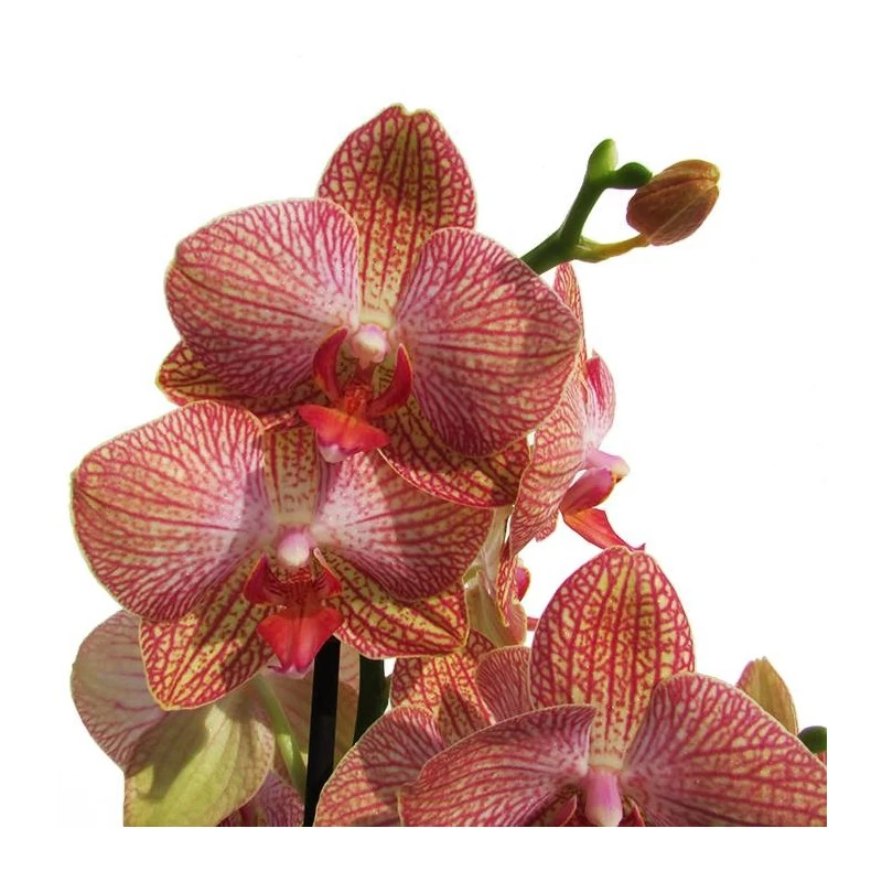 Orquidea Phalaenopsis - Imagen 3