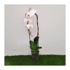 Orquídea Phalaenopsis Blanca Cascada Sin Flor COMPRA 2 Y PAGA 1
