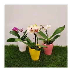 Orquidea Phalaenopsis Mini