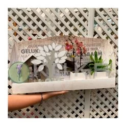 Orquidea Phalaenopsis Mini Con Casa Y Jardín.