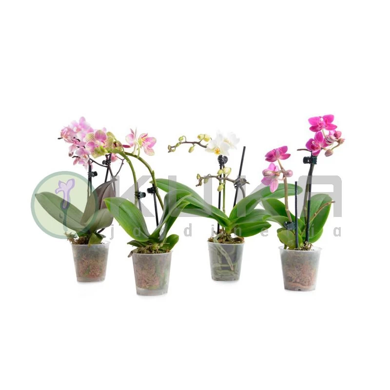 Orquidea Phalaenopsis Mini Kokedama Sin Flor COMPRA 2 Y PAGA 1 - Imagen 2