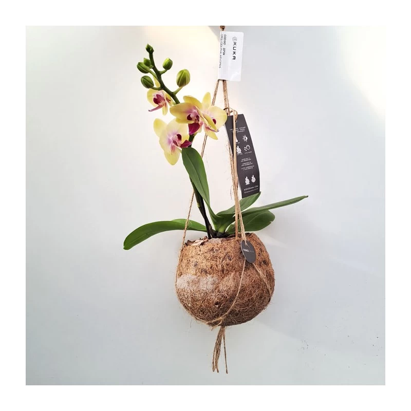 Orquidea Phalaenopsis Mini Kokedama Sin Flor COMPRA 2 Y PAGA 1 - Imagen 3