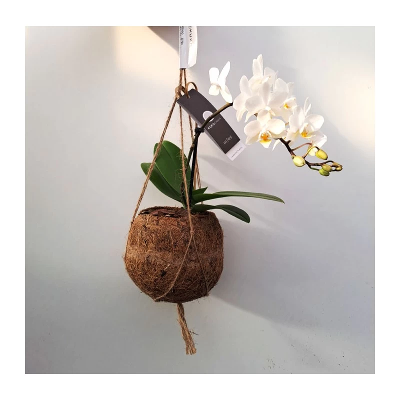 Orquidea Phalaenopsis Mini Kokedama Sin Flor COMPRA 2 Y PAGA 1 - Imagen 4