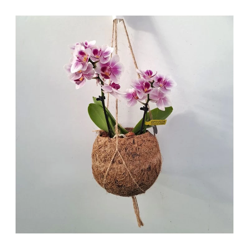 Orquidea Phalaenopsis Mini Kokedama Sin Flor COMPRA 2 Y PAGA 1 - Imagen 5