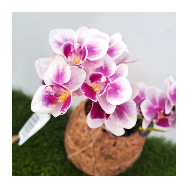 Orquidea Phalaenopsis Mini Kokedama Sin Flor COMPRA 2 Y PAGA 1 - Imagen 6