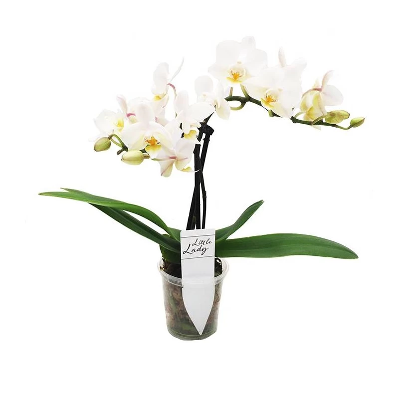Orquidea Phalaenopsis Mini Kokedama Sin Flor COMPRA 2 Y PAGA 1