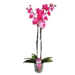 Orquidea Phalaenopsis Royal Pink